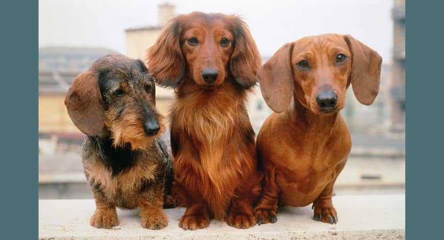 Tipos de perros salchicha: ¿cuántos hay y cuáles debes conocer?